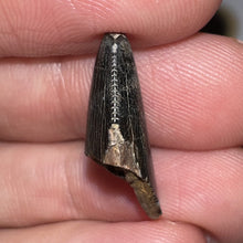 Load image into Gallery viewer, Tyrannosaurus Rex Fossil Tooth Tip .83 Inches
