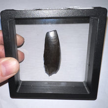 Load image into Gallery viewer, Tyrannosaurus Rex Partial Fossil Tooth 1.82 Inches
