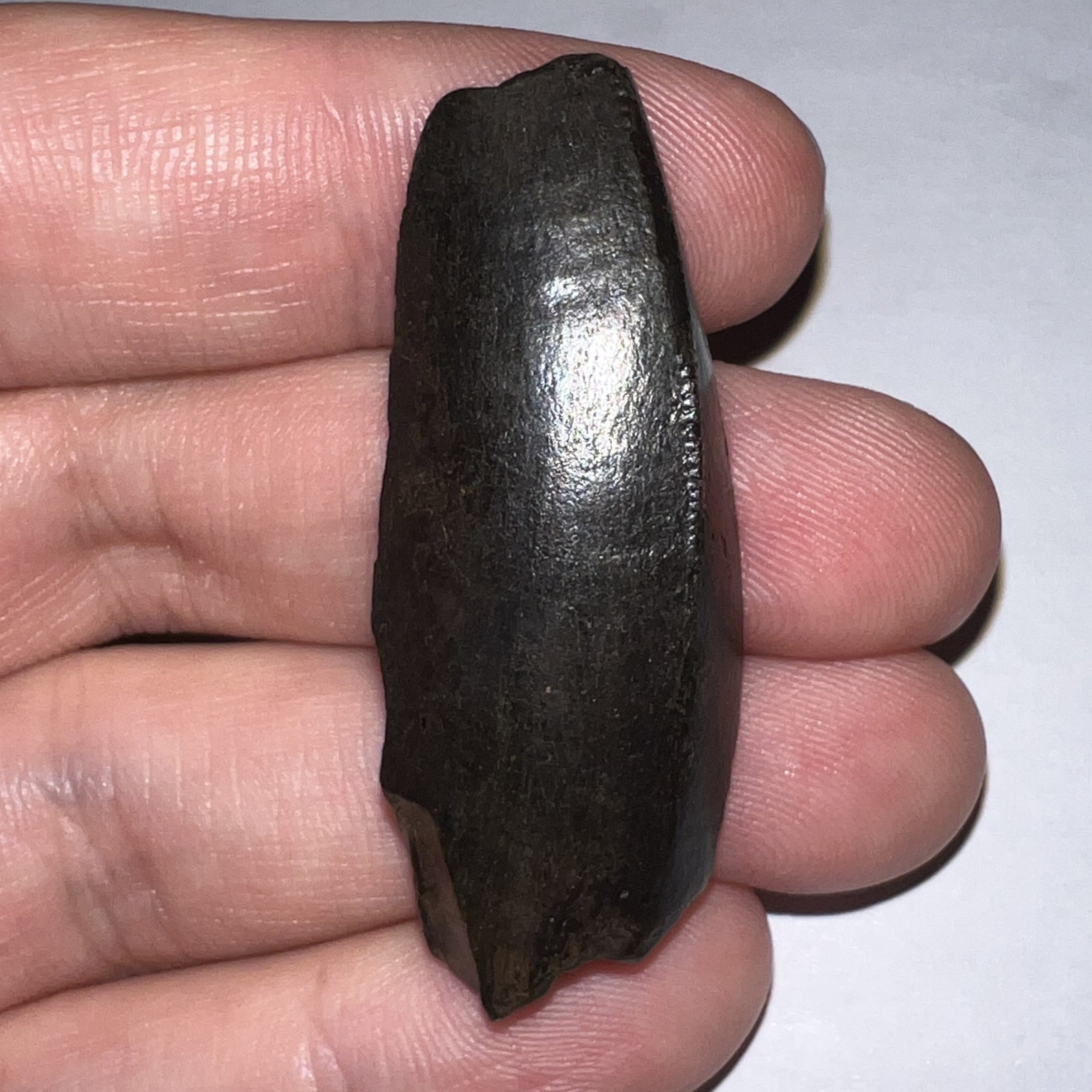 Tyrannosaurus Rex Partial Fossil Tooth 1.82 Inches