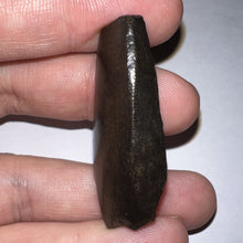 Load image into Gallery viewer, Tyrannosaurus Rex Partial Fossil Tooth 1.82 Inches
