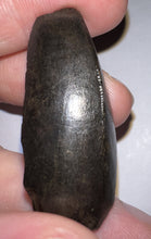 Load image into Gallery viewer, Tyrannosaurus Rex Partial Fossil Tooth 1.82 Inches
