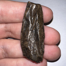 Load image into Gallery viewer, Tyrannosaurus Rex Partial Fossil Tooth 1.82 Inches
