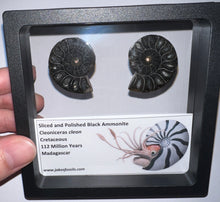 Load image into Gallery viewer, Super Rare Framed Black Ammonites Sliced and Polished 1.5 to 1.25 Inches One Per Order
