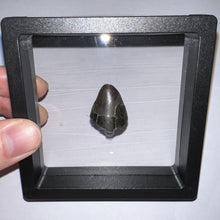 Load image into Gallery viewer, Tyrannosaurus Rex Fossil Tooth Tip .92 Inches
