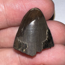 Load image into Gallery viewer, Tyrannosaurus Rex Fossil Tooth Tip .92 Inches
