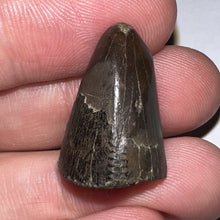 Load image into Gallery viewer, Tyrannosaurus Rex Fossil Tooth Tip .92 Inches
