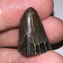 Load image into Gallery viewer, Tyrannosaurus Rex Fossil Tooth Tip .92 Inches
