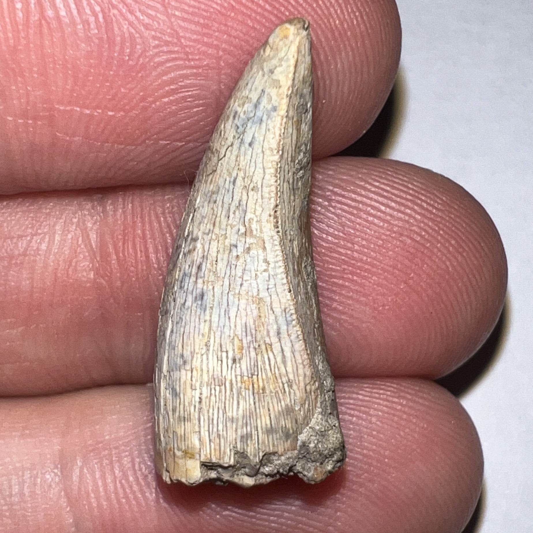 Tyrannosaurus Rex Fossil Premax Tooth 1 Inch NO REPAIR!