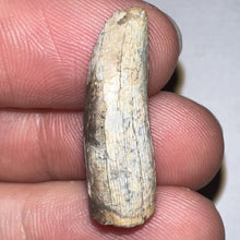 Load image into Gallery viewer, Tyrannosaurus Rex Fossil Premax Tooth 1 Inch NO REPAIR!
