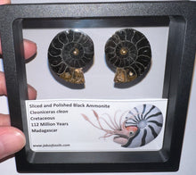 Load image into Gallery viewer, Super Rare Framed Black Ammonites Sliced and Polished 1.5 to 1.25 Inches One Per Order
