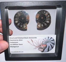 Load image into Gallery viewer, Super Rare Framed Black Ammonites Sliced and Polished 1.5 to 1.25 Inches One Per Order
