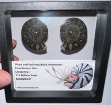 Load image into Gallery viewer, Super Rare Framed Black Ammonites Sliced and Polished 1.5 to 1.25 Inches One Per Order
