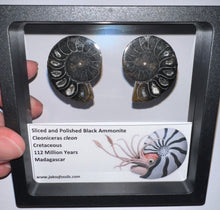 Load image into Gallery viewer, Super Rare Framed Black Ammonites Sliced and Polished 1.5 to 1.25 Inches One Per Order
