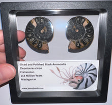 Load image into Gallery viewer, Super Rare Framed Black Ammonites Sliced and Polished 1.5 to 1.25 Inches One Per Order
