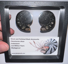Load image into Gallery viewer, Super Rare Framed Black Ammonites Sliced and Polished 1.5 to 1.25 Inches One Per Order
