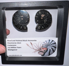 Load image into Gallery viewer, Super Rare Framed Black Ammonites Sliced and Polished 1.5 to 1.25 Inches One Per Order

