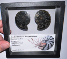 Load image into Gallery viewer, Super Rare Framed Black Ammonites Sliced and Polished 1.5 to 1.25 Inches One Per Order

