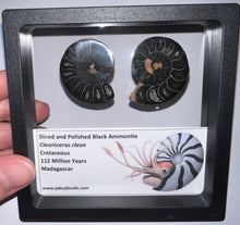 Load image into Gallery viewer, Super Rare Framed Black Ammonites Sliced and Polished 1.5 to 1.25 Inches One Per Order
