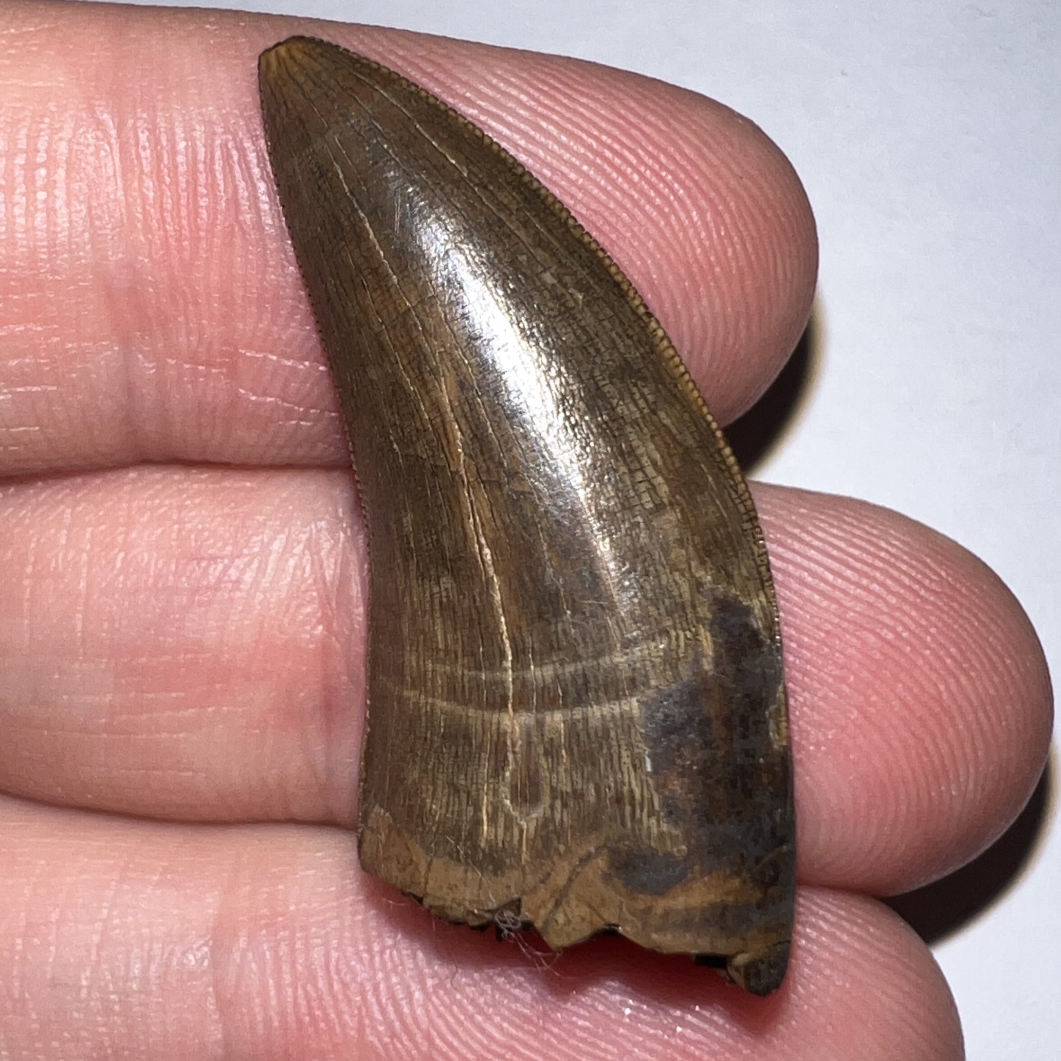 Tyrannosaurus Rex Fossil Juvenile Tooth 1.34 Inches NO REPAIR!