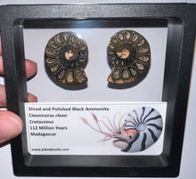 Load image into Gallery viewer, Super Rare Framed Black Ammonites Sliced and Polished 1.5 to 1.25 Inches One Per Order
