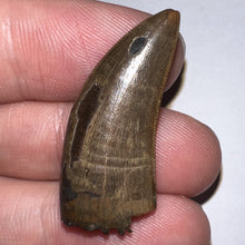 Load image into Gallery viewer, Tyrannosaurus Rex Fossil Juvenile Tooth 1.34 Inches NO REPAIR!
