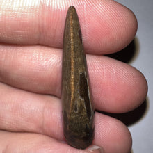 Load image into Gallery viewer, Tyrannosaurus Rex Fossil Juvenile Tooth 1.34 Inches NO REPAIR!
