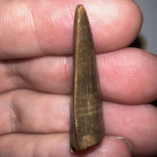 Load image into Gallery viewer, Tyrannosaurus Rex Fossil Juvenile Tooth 1.34 Inches NO REPAIR!
