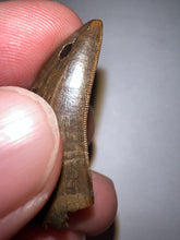 Load image into Gallery viewer, Tyrannosaurus Rex Fossil Juvenile Tooth 1.34 Inches NO REPAIR!
