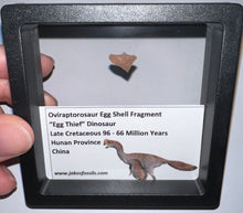 Load image into Gallery viewer, Framed Oviraptor type Dinosaur Eggshell Lot One Per Order .5 Inches
