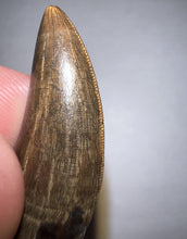 Load image into Gallery viewer, Tyrannosaurus Rex Fossil Juvenile Tooth 1.34 Inches NO REPAIR!
