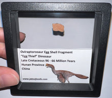 Load image into Gallery viewer, Framed Oviraptor type Dinosaur Eggshell Lot One Per Order .5 Inches
