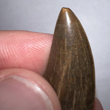 Load image into Gallery viewer, Tyrannosaurus Rex Fossil Juvenile Tooth 1.34 Inches NO REPAIR!
