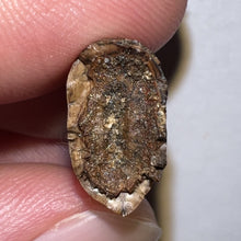 Load image into Gallery viewer, Tyrannosaurus Rex Fossil Juvenile Tooth 1.34 Inches NO REPAIR!
