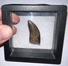 Load image into Gallery viewer, Tyrannosaurus Rex Fossil Juvenile Tooth 1.34 Inches NO REPAIR!
