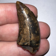 Load image into Gallery viewer, Tyrannosaurus Rex Fossil Juvenile Tooth 1.52 Inches!
