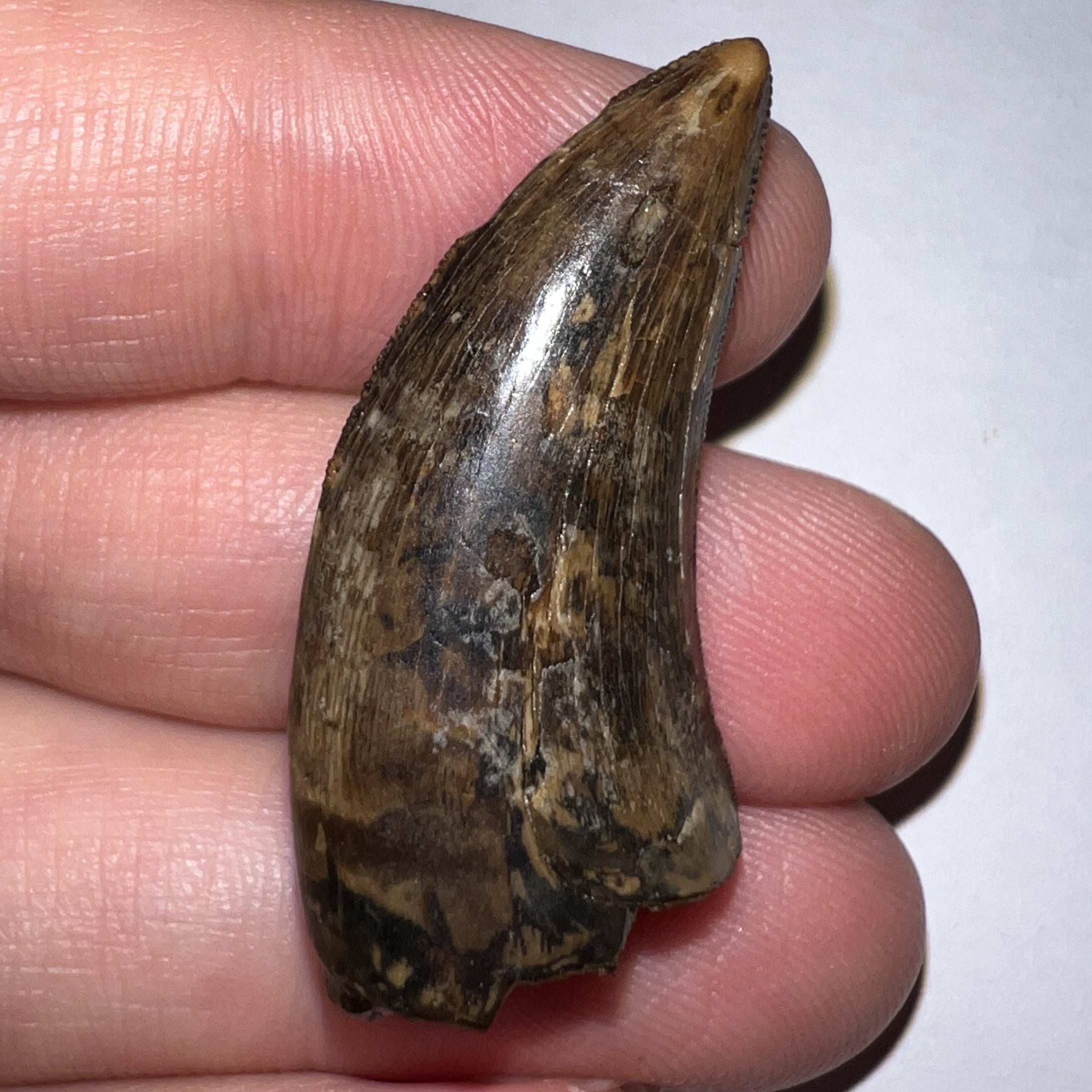 Tyrannosaurus Rex Fossil Juvenile Tooth 1.52 Inches!