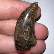 Load image into Gallery viewer, Tyrannosaurus Rex Fossil Juvenile Tooth 1.52 Inches!
