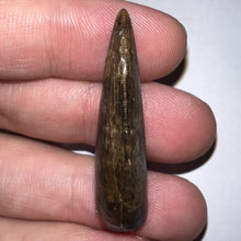 Load image into Gallery viewer, Tyrannosaurus Rex Fossil Juvenile Tooth 1.52 Inches!
