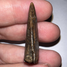 Load image into Gallery viewer, Tyrannosaurus Rex Fossil Juvenile Tooth 1.52 Inches!
