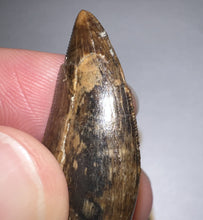 Load image into Gallery viewer, Tyrannosaurus Rex Fossil Juvenile Tooth 1.52 Inches!
