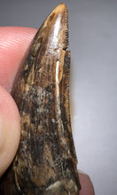 Load image into Gallery viewer, Tyrannosaurus Rex Fossil Juvenile Tooth 1.52 Inches!
