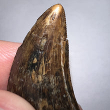 Load image into Gallery viewer, Tyrannosaurus Rex Fossil Juvenile Tooth 1.52 Inches!
