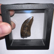 Load image into Gallery viewer, Tyrannosaurus Rex Fossil Juvenile Tooth 1.52 Inches!
