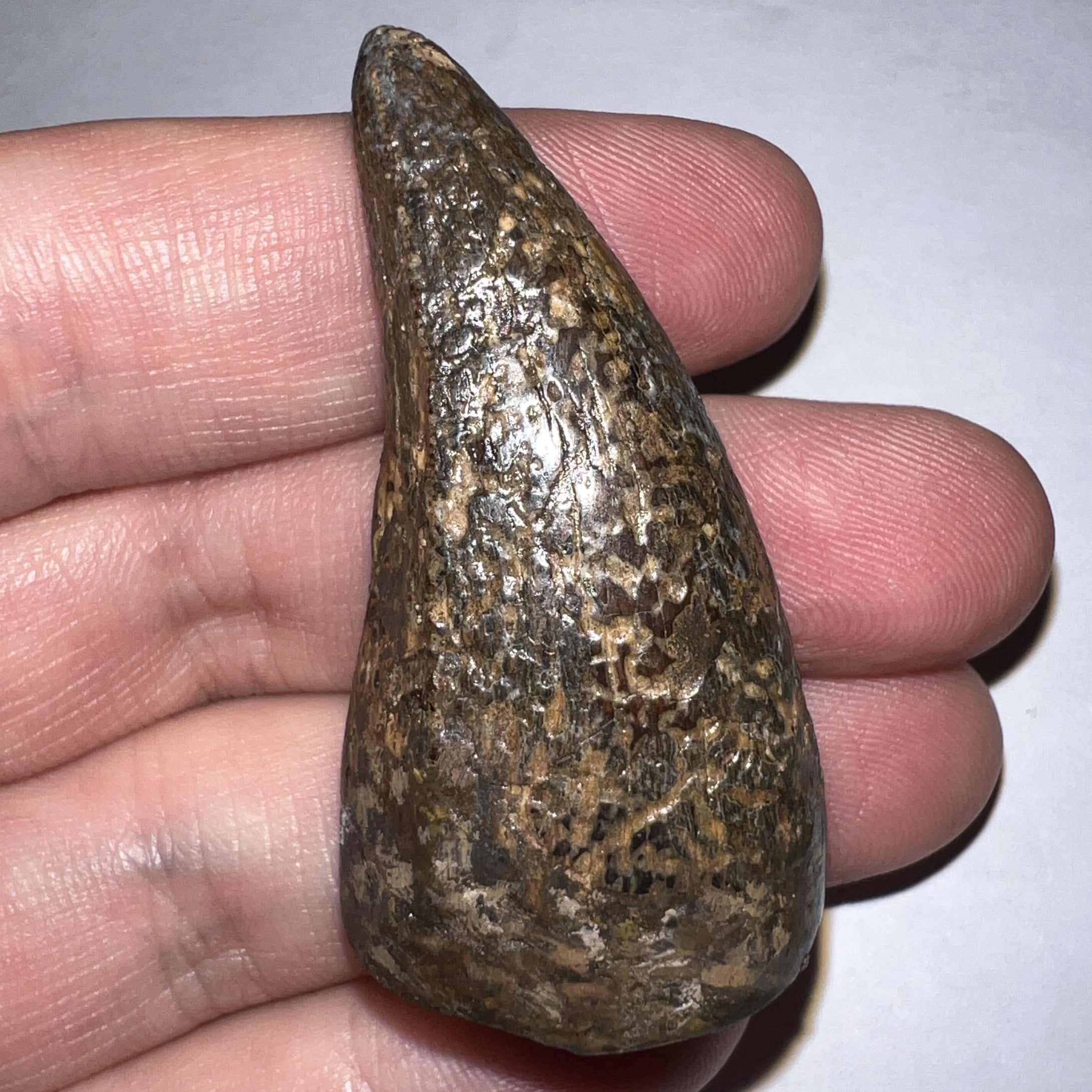 Tyrannosaurus Rex Huge Fossil Premax Tooth 1.96 Inches Hell Creek Formation Montana