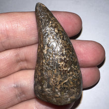 Load image into Gallery viewer, Tyrannosaurus Rex Huge Fossil Premax Tooth 1.96 Inches Hell Creek Formation Montana
