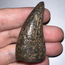 Load image into Gallery viewer, Tyrannosaurus Rex Huge Fossil Premax Tooth 1.96 Inches Hell Creek Formation Montana
