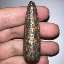 Load image into Gallery viewer, Tyrannosaurus Rex Huge Fossil Premax Tooth 1.96 Inches Hell Creek Formation Montana
