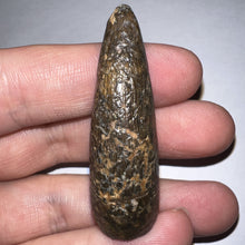 Load image into Gallery viewer, Tyrannosaurus Rex Huge Fossil Premax Tooth 1.96 Inches Hell Creek Formation Montana

