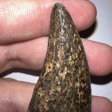Load image into Gallery viewer, Tyrannosaurus Rex Huge Fossil Premax Tooth 1.96 Inches Hell Creek Formation Montana
