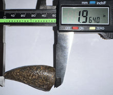 Load image into Gallery viewer, Tyrannosaurus Rex Huge Fossil Premax Tooth 1.96 Inches Hell Creek Formation Montana
